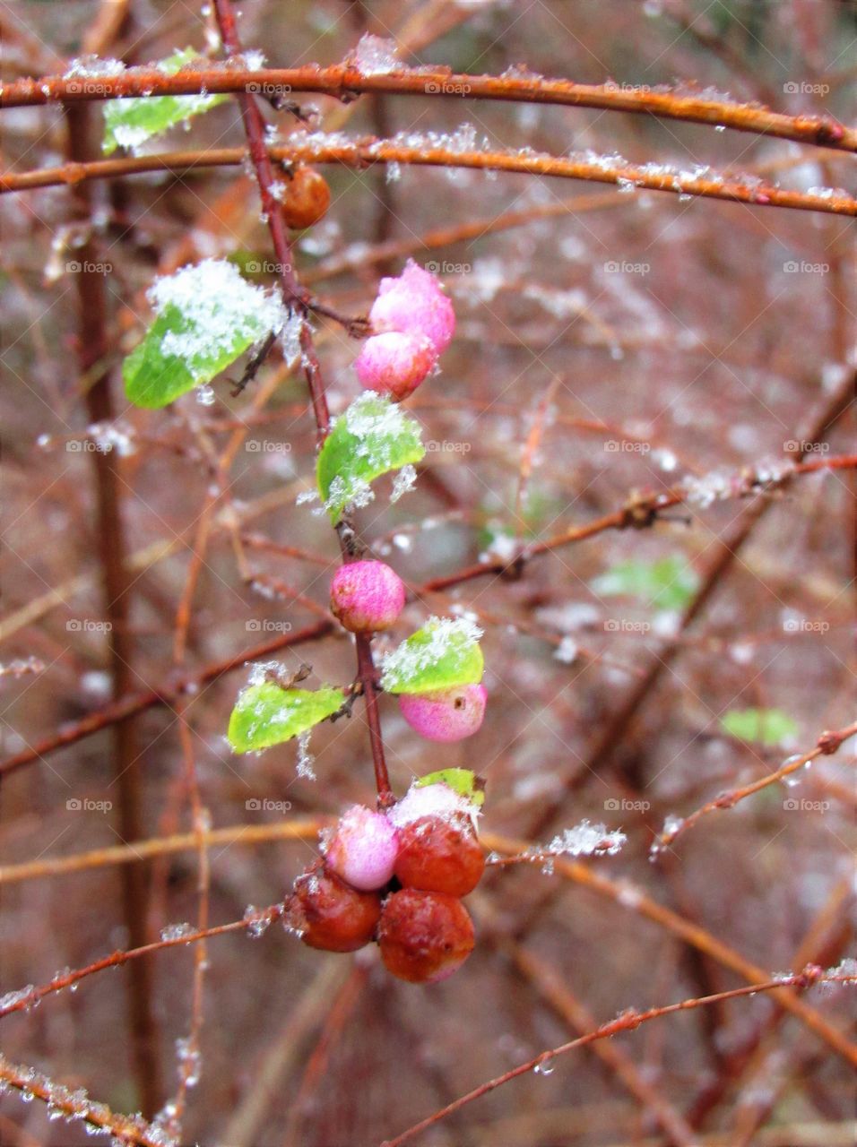 It's snowing again!