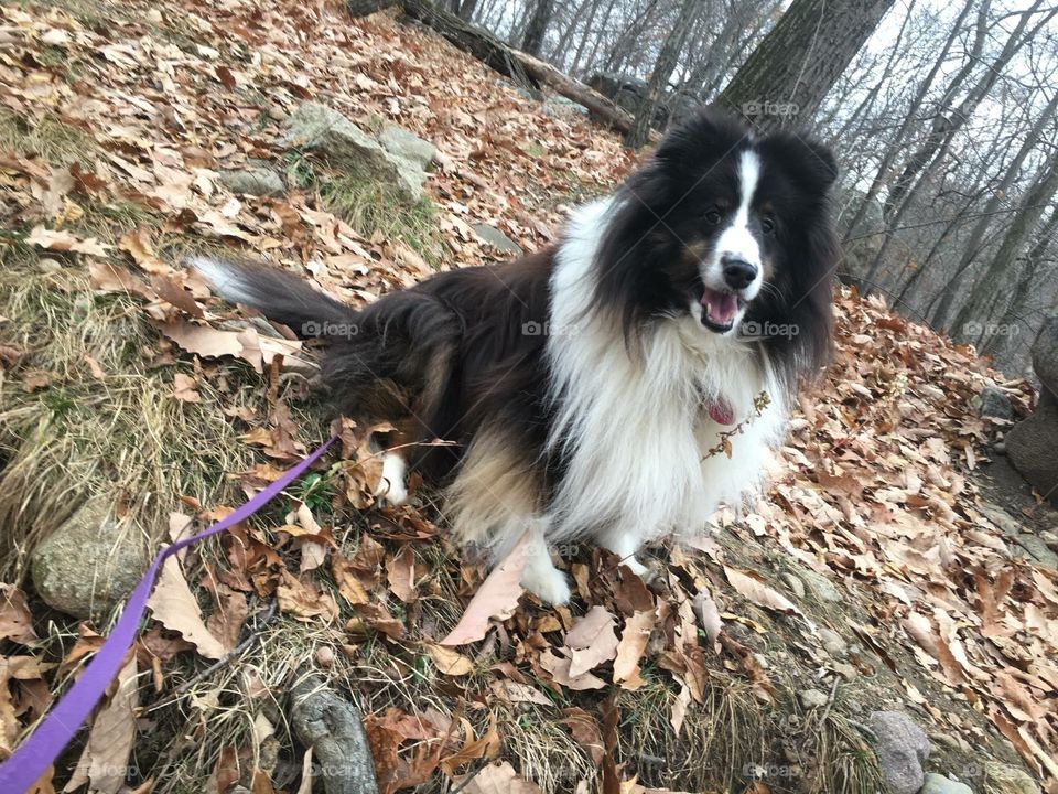 Lilo Sheltie getting happy to hike 