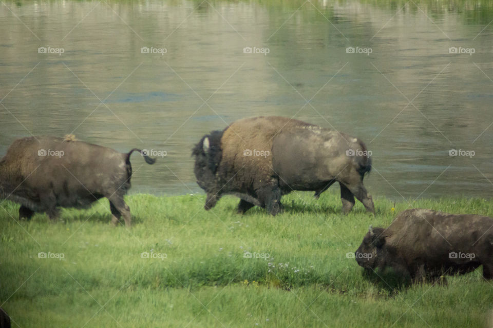 Bison in nature