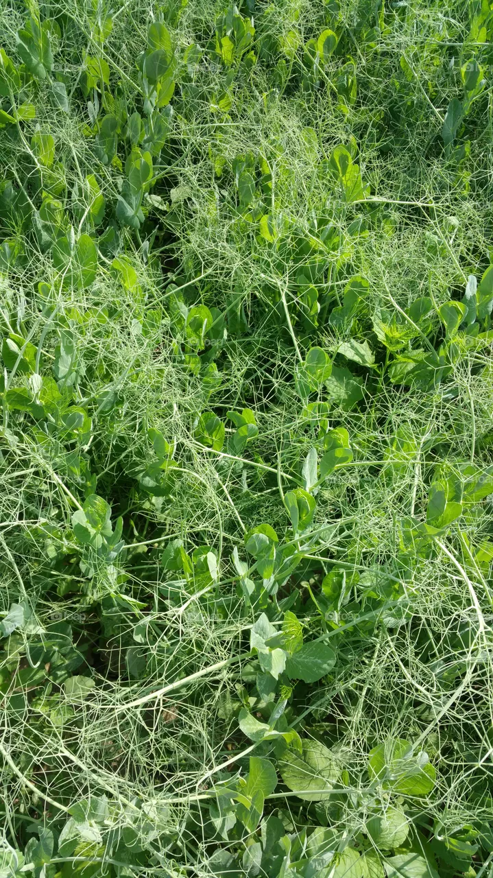 plants
