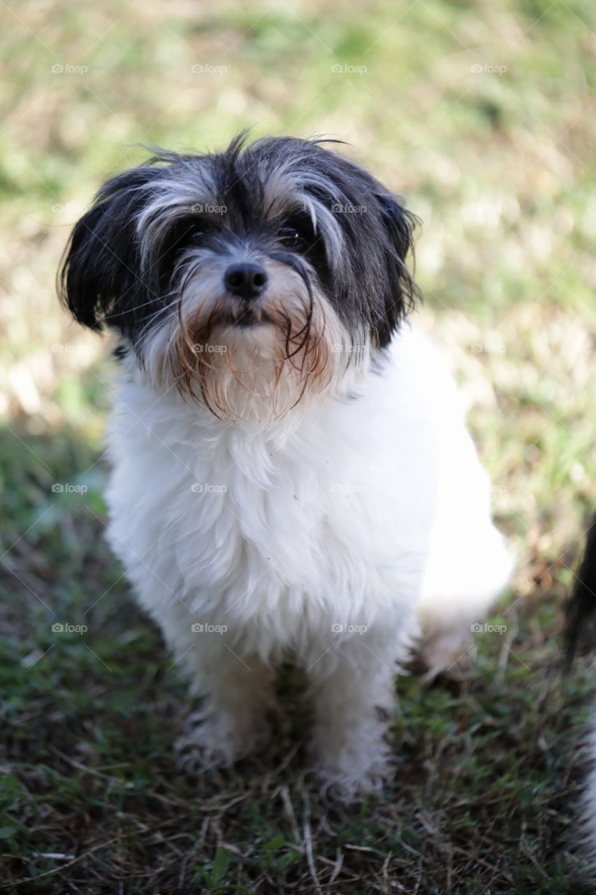 Scruffy puppy