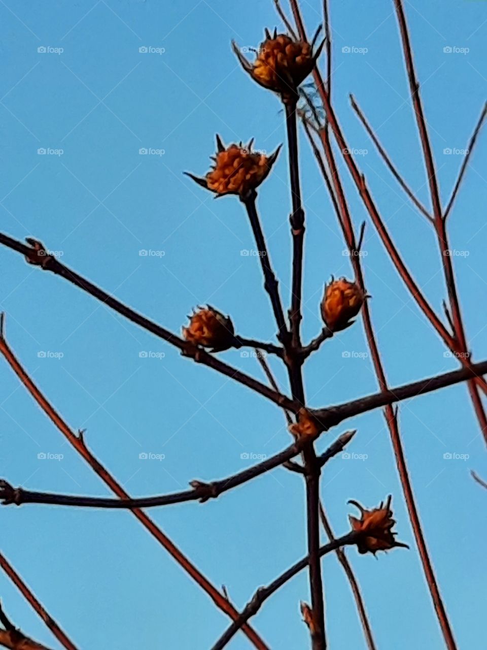 orange buds of viburnum flowers against blue sky