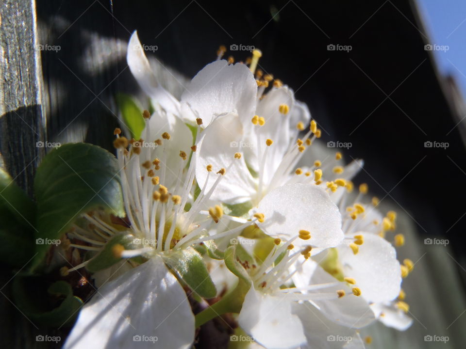 Plum blossom- waiting 4 fruits. It will be the first harvest of that young tree. 