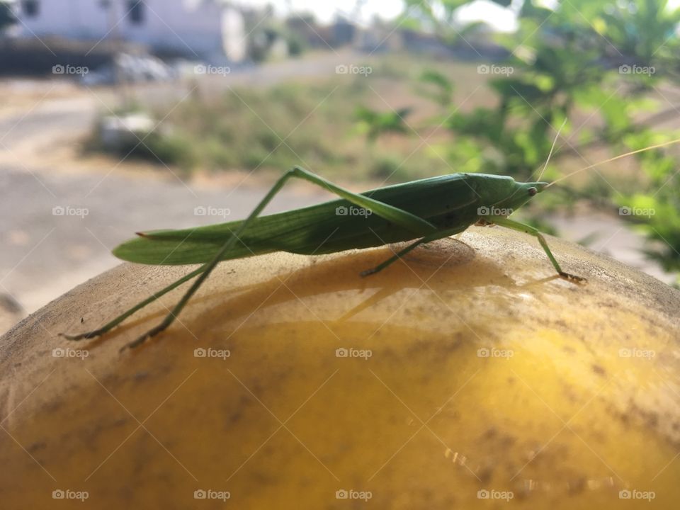 Green cockroach 