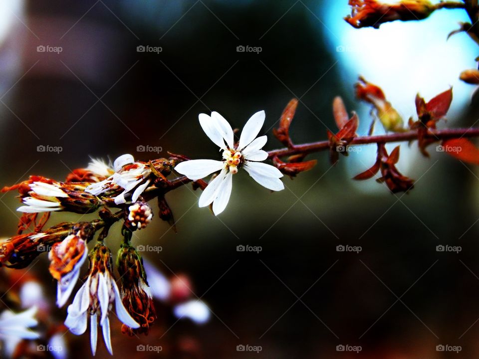 Apple blossom in springtime