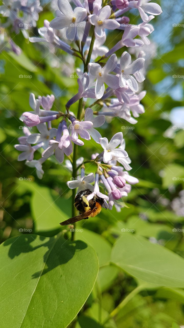 lilac tree with bee