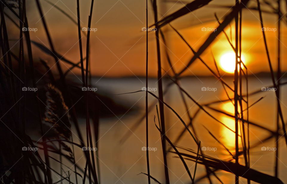 Silhouette of grass at sunset