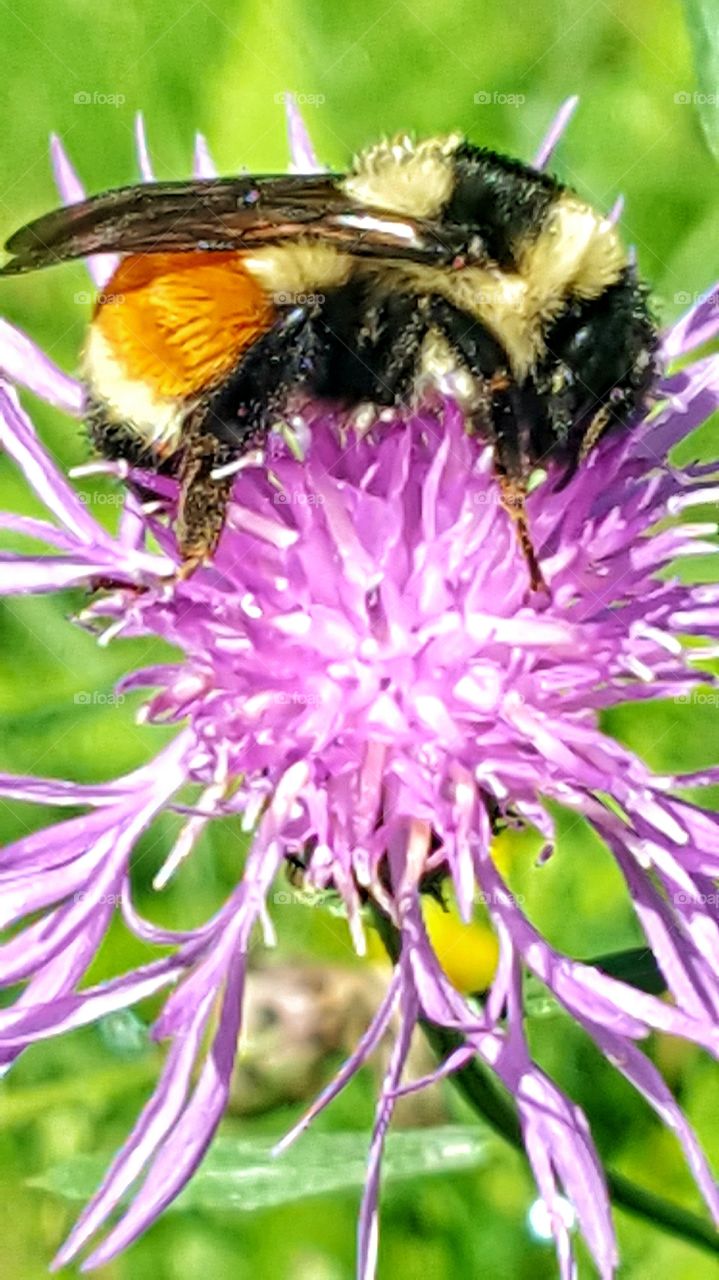 Macro shot of Bumble Bee on purple wild flower