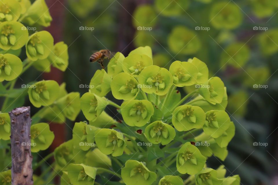 Bee on a green plant on springtime 