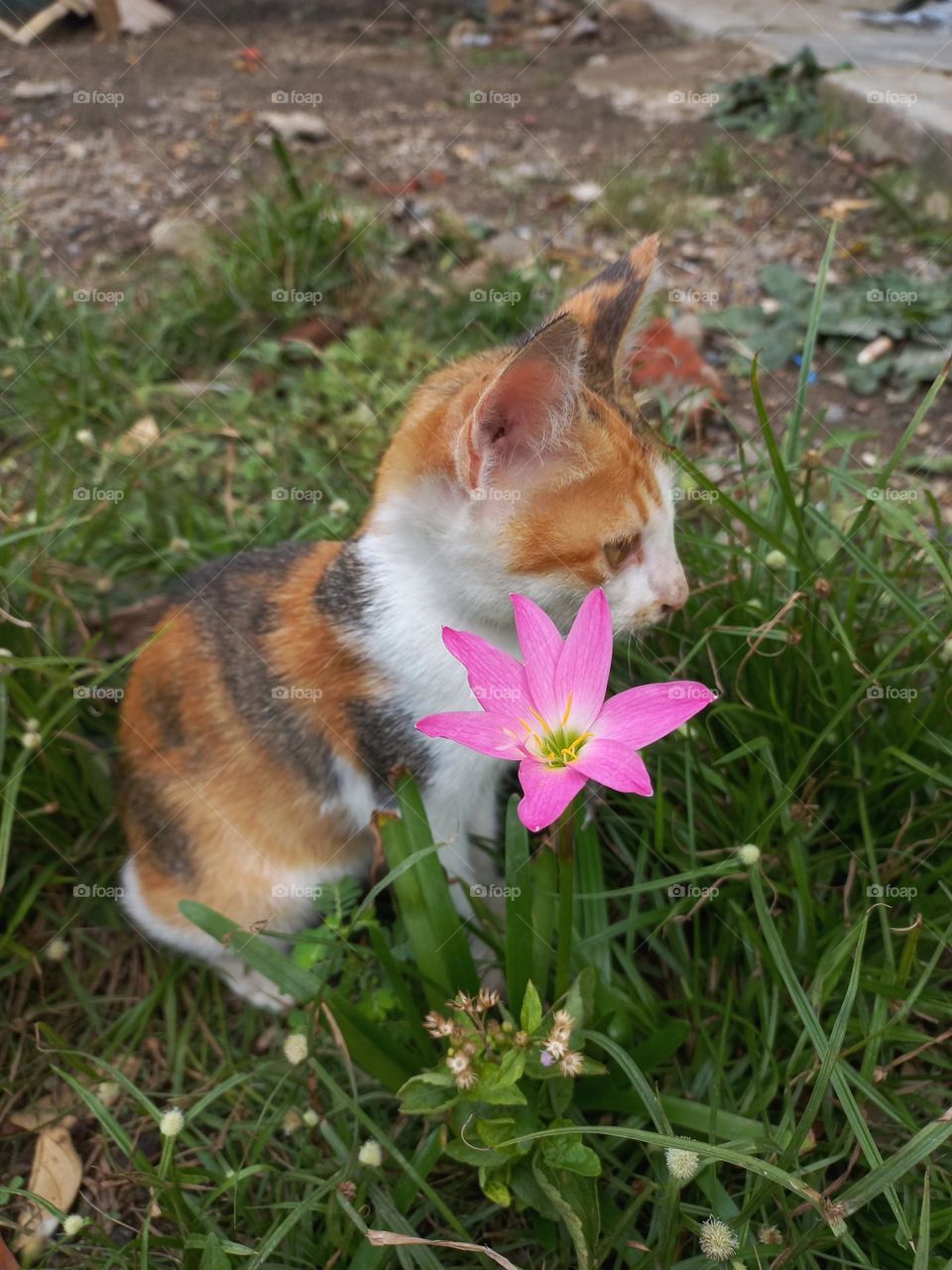 Cute kitten playing in the grass