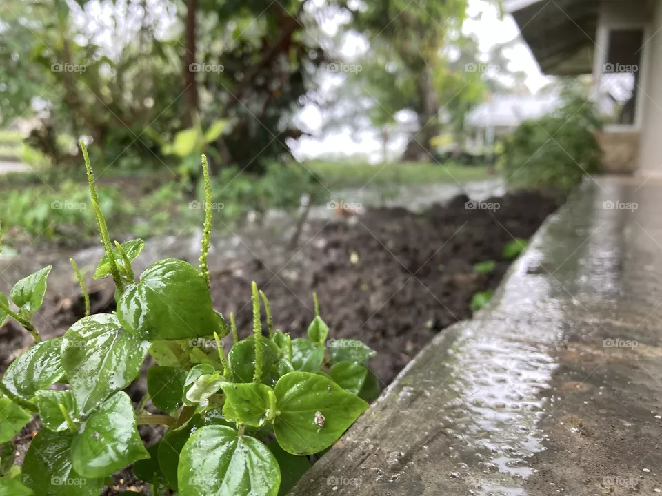 Tiny garden