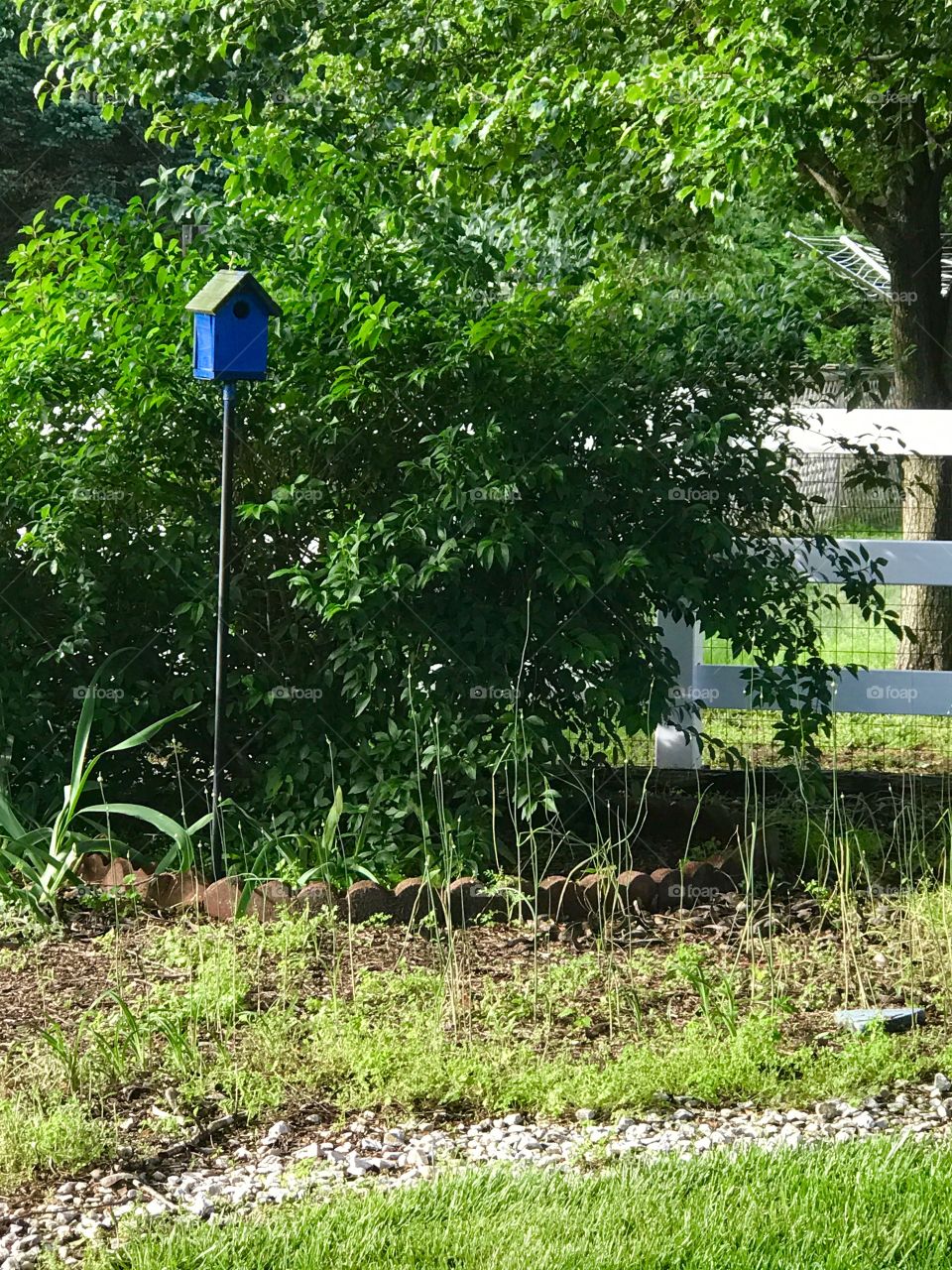 Back yard bird house 