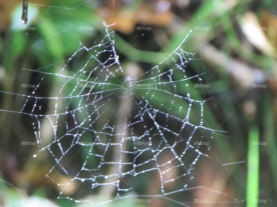 wet web