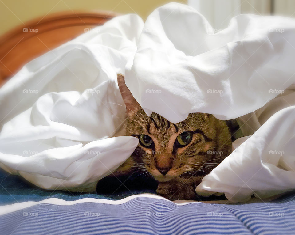 Tabby cat playfully playing on the bed under the sheets.