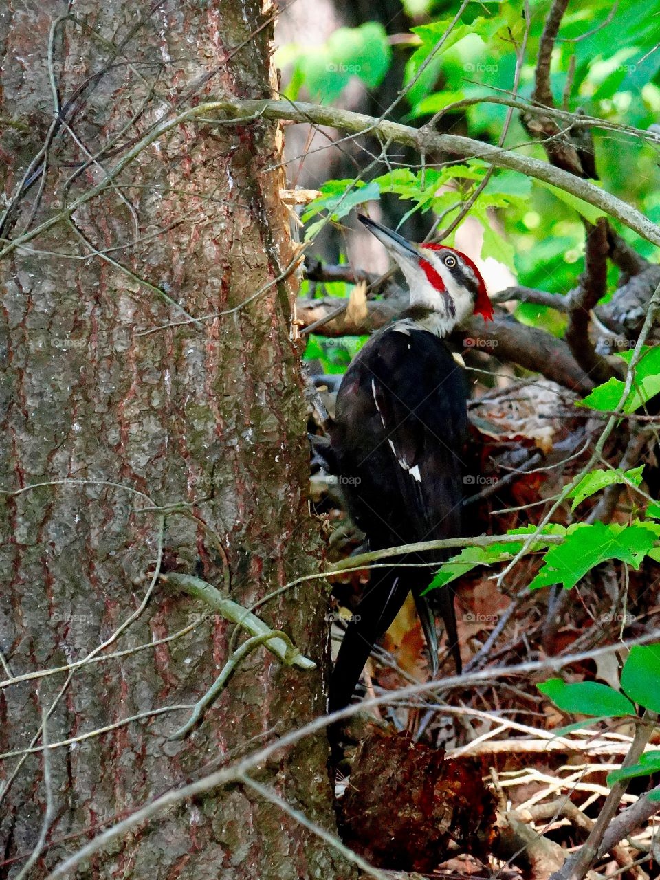 Distinctive red striping on the head of the Pileated Woodpecker. One big bird!