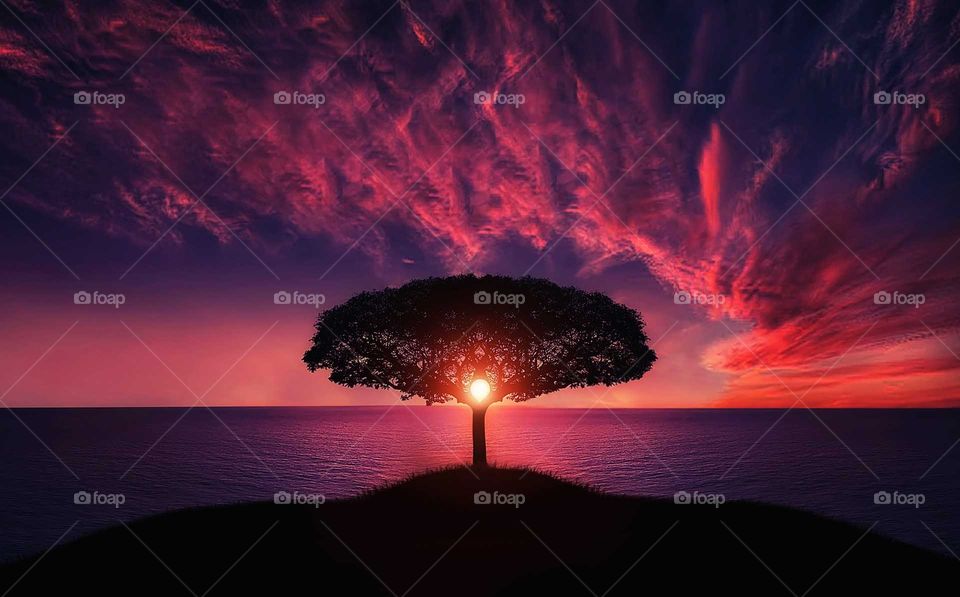 an amazing sunset with beautiful color and beautiful tree