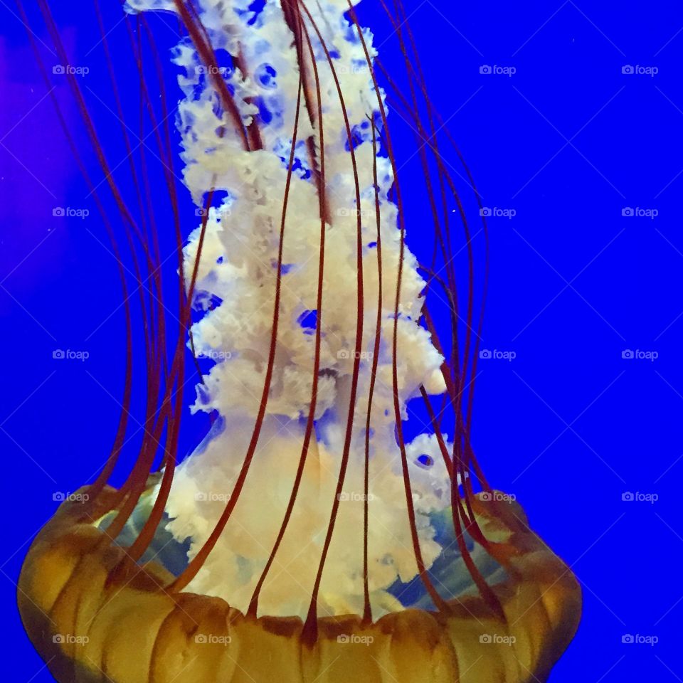 Jellyfish Down. Jellyfish swimming downward