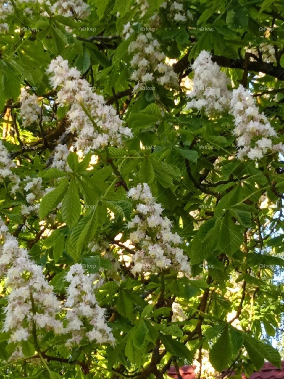 Chestnut tree blossoms