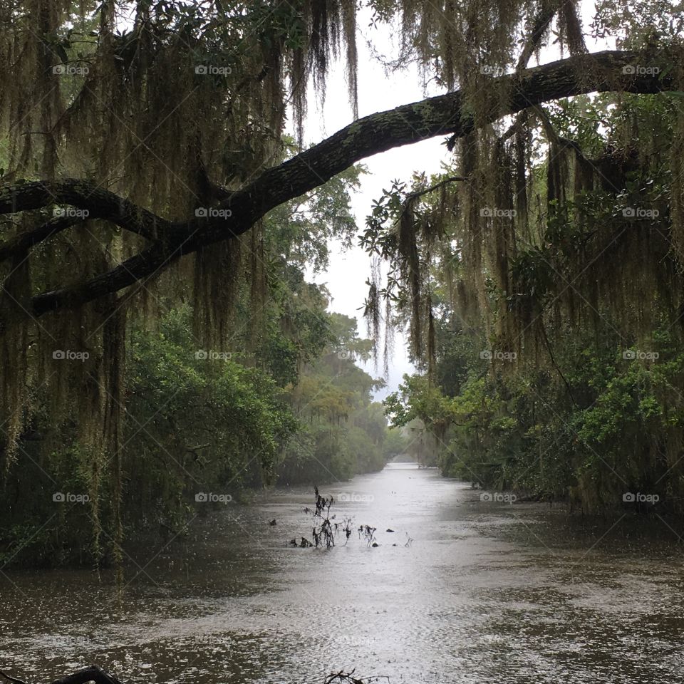 Bad weather in the swamp