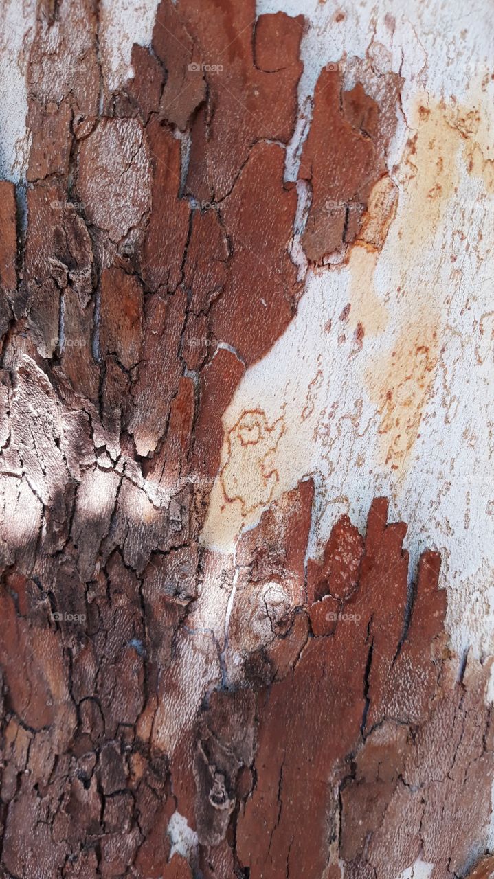 The details of a Sycamore Tree in macro