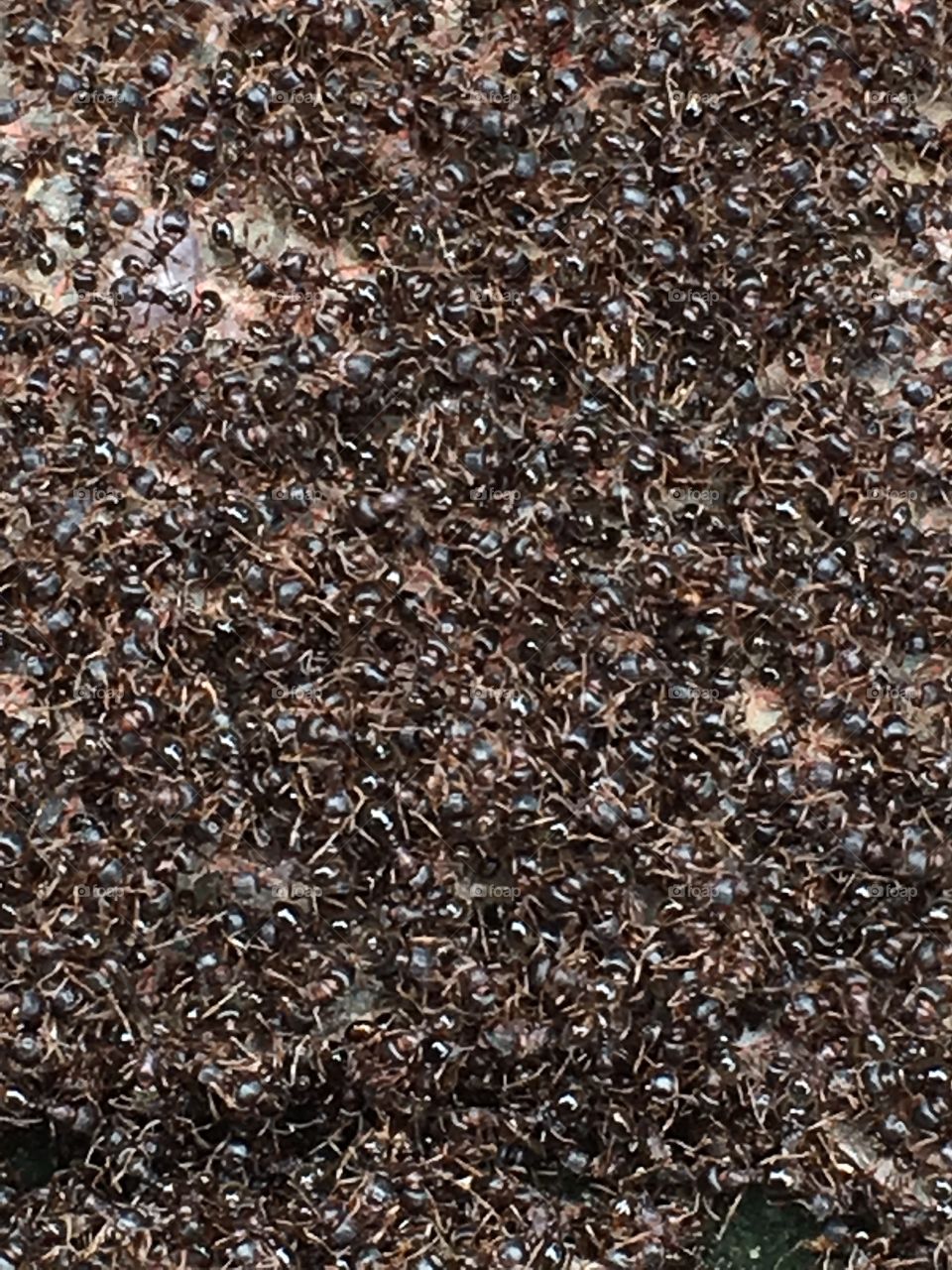 Ant colony