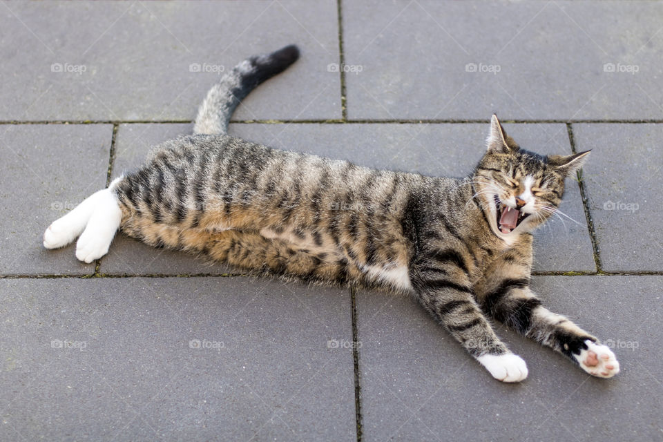 Yelling cat 