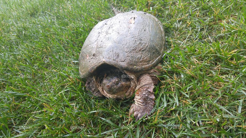 Alligator snapping turtle