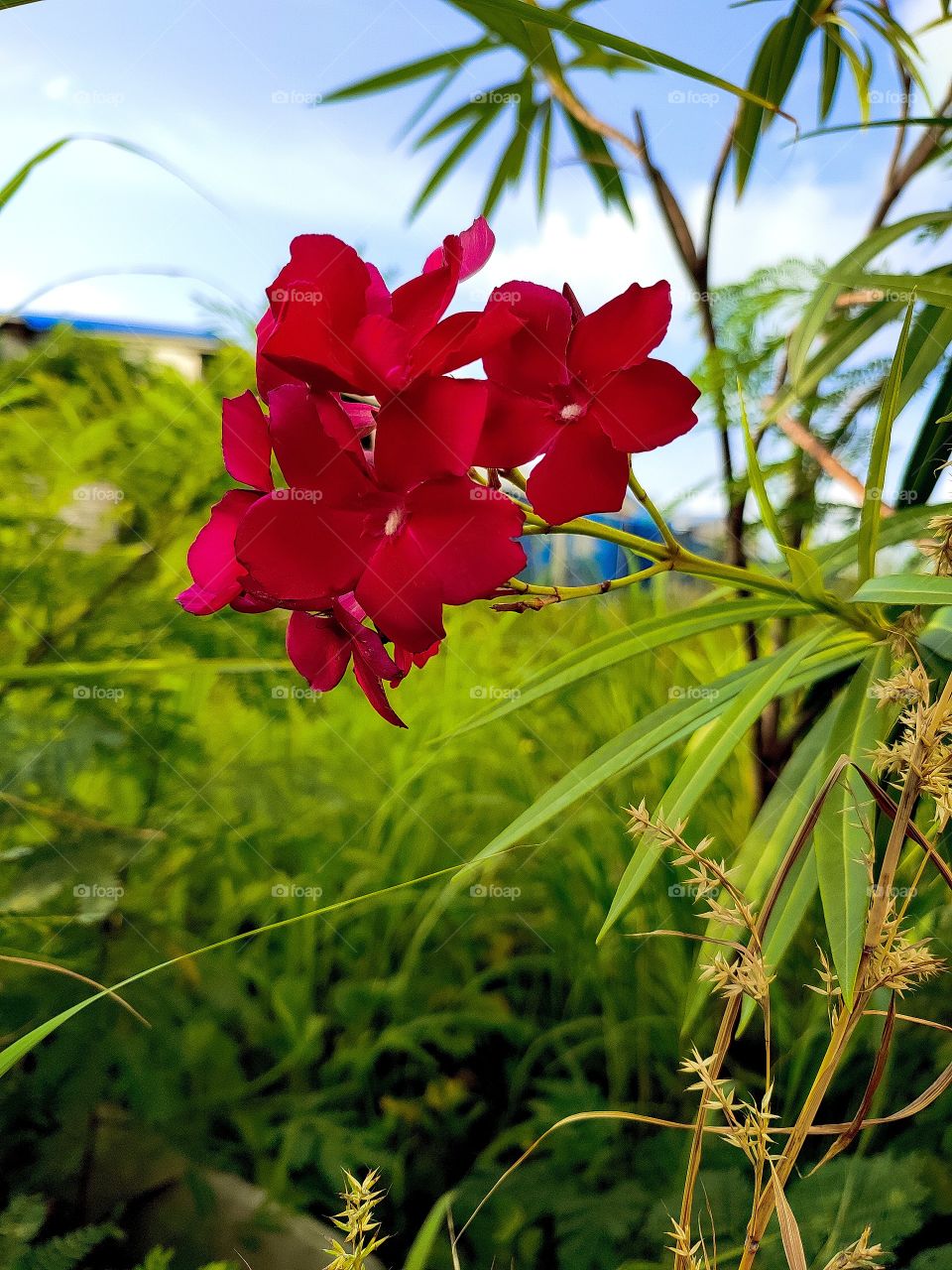 Found this colourful oleander flower on my way to home so i snapped it...🌸