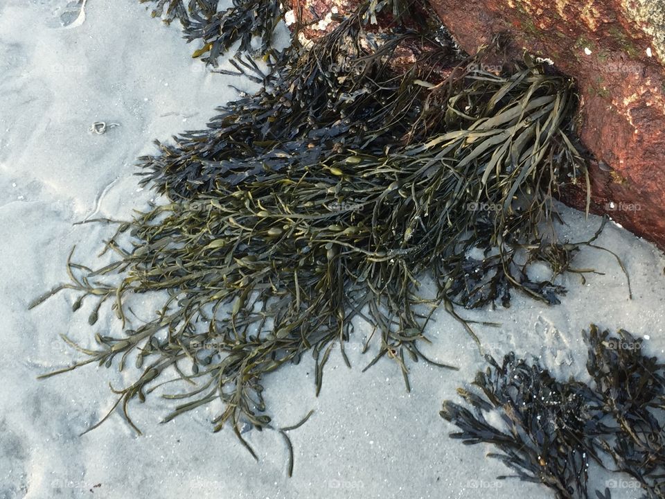 Close-up of seaweed