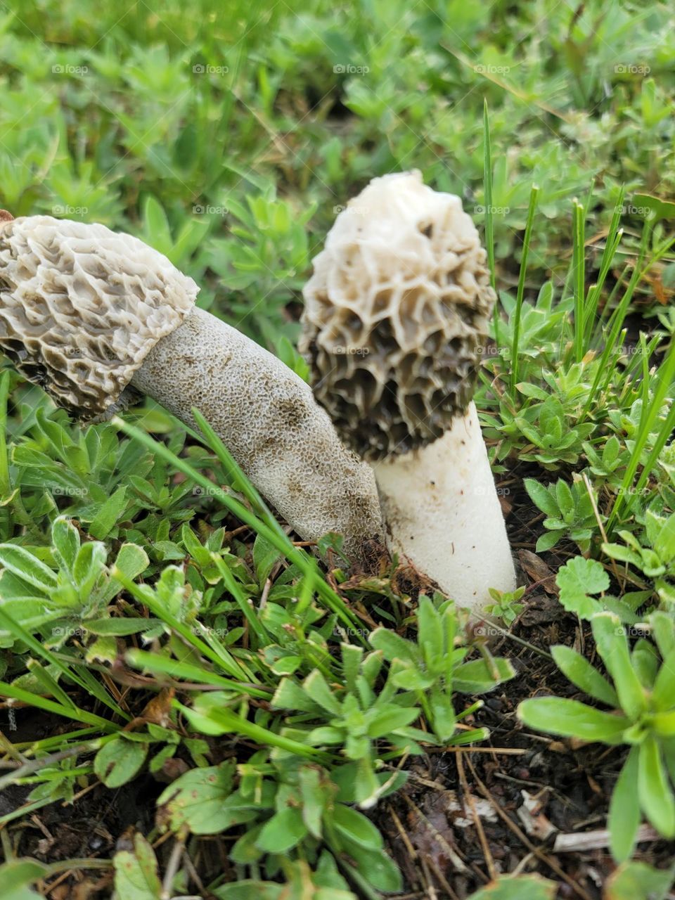 Two phallic fungi in the grass