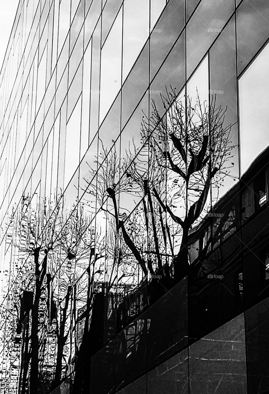 Trees on Glass