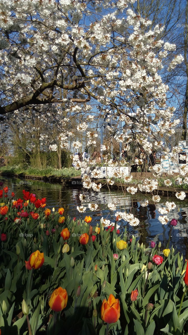 spring in Holland