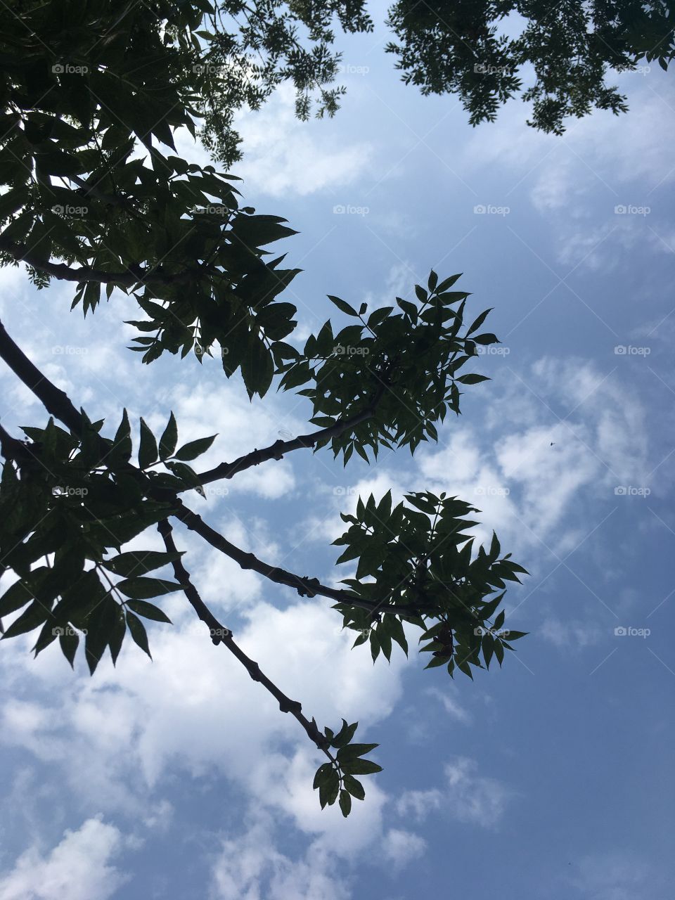 Exploring the sky from a shady tree