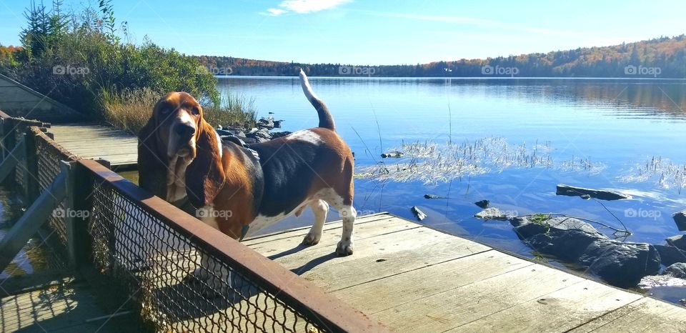 dog on a lake in the fall