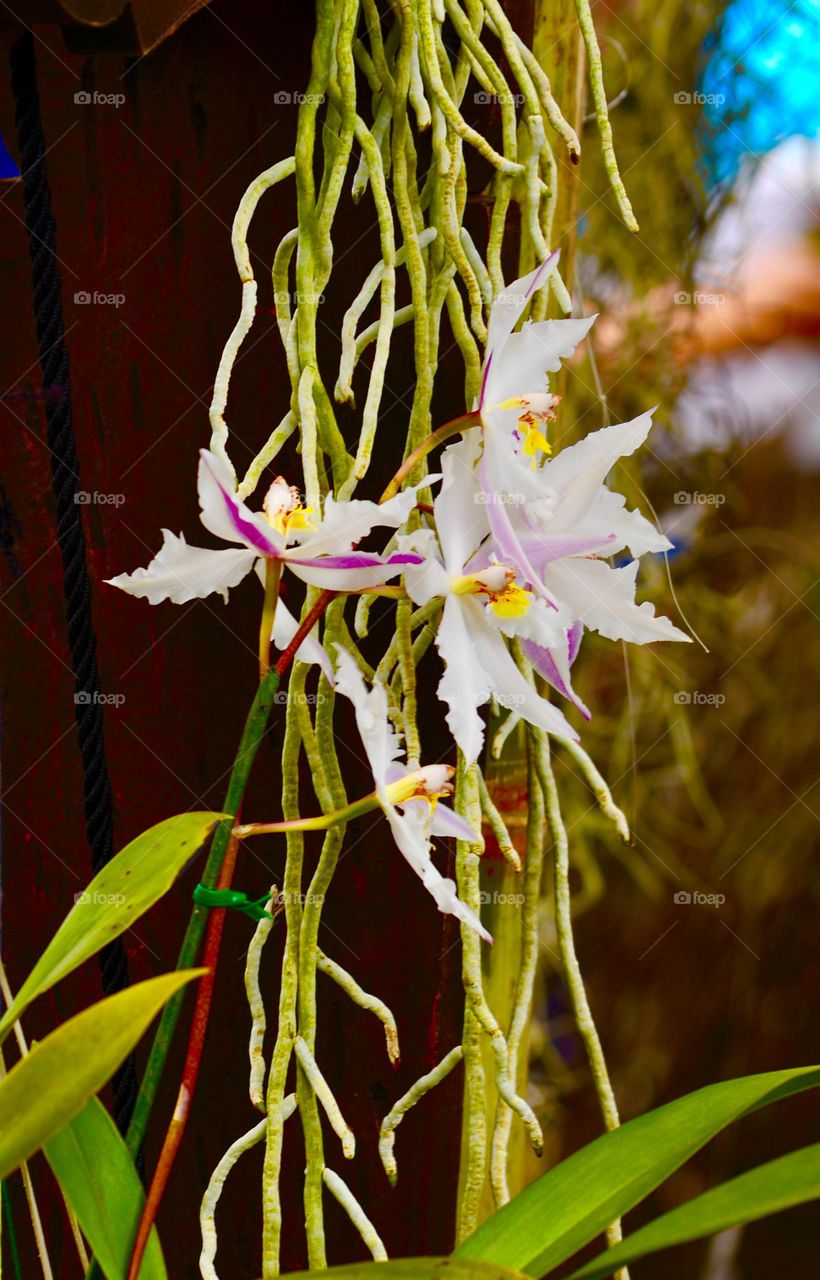 Beautiful orchids 