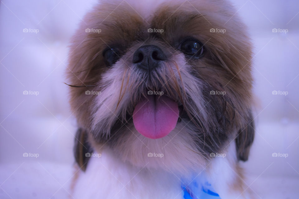 Cute shihtzu