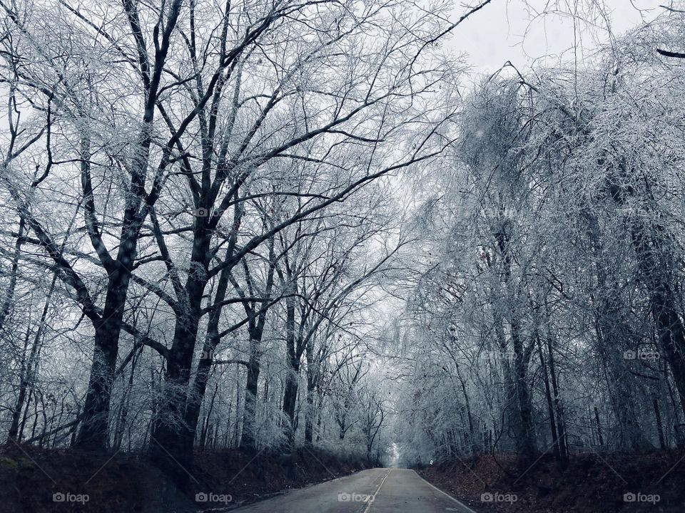 Icy Trees