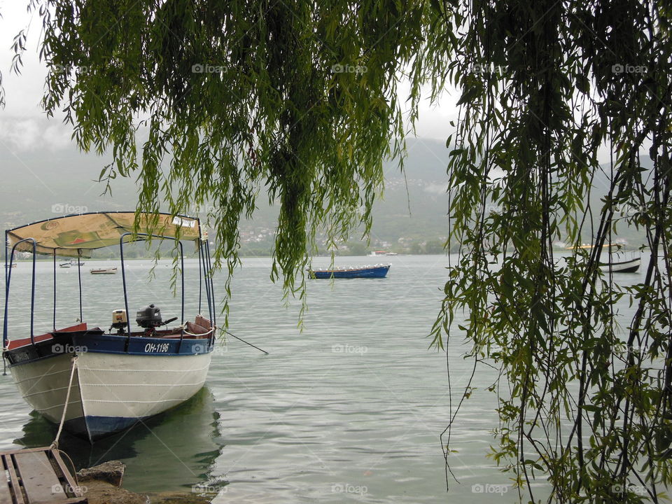 Boat, water, tree