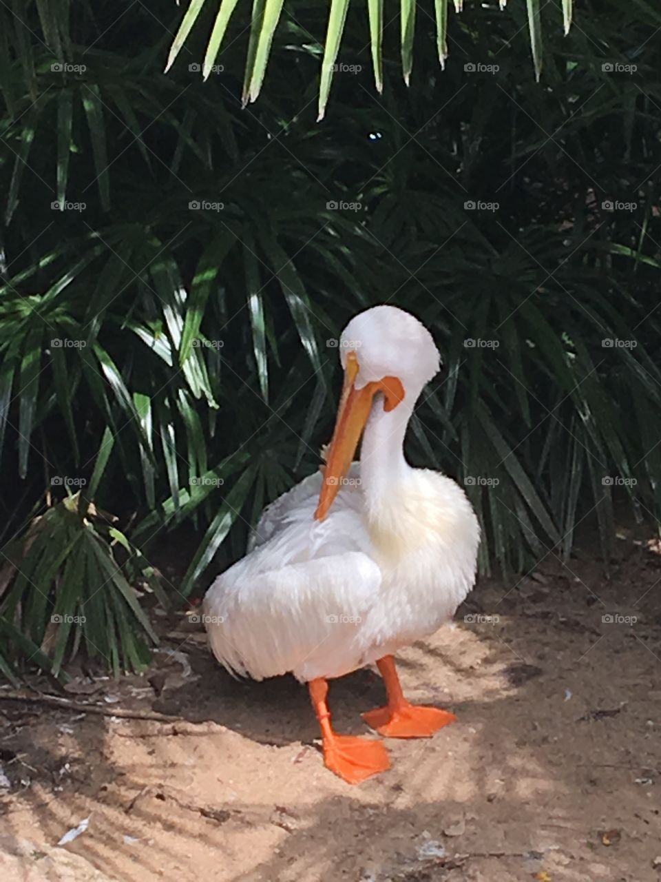 White pelican at Fort Worth zoo