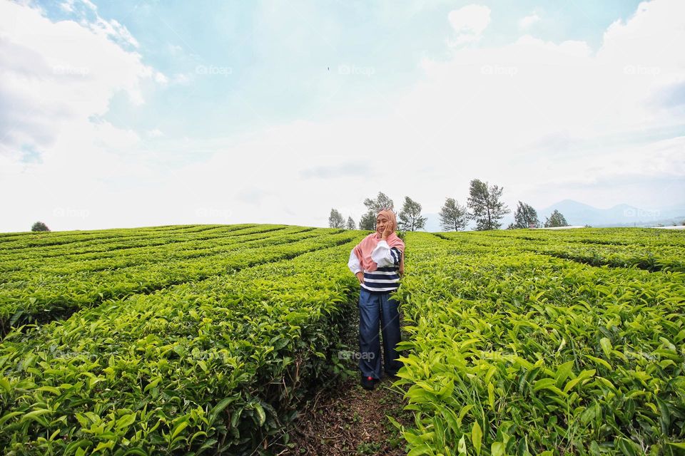 beautiful tea plantation