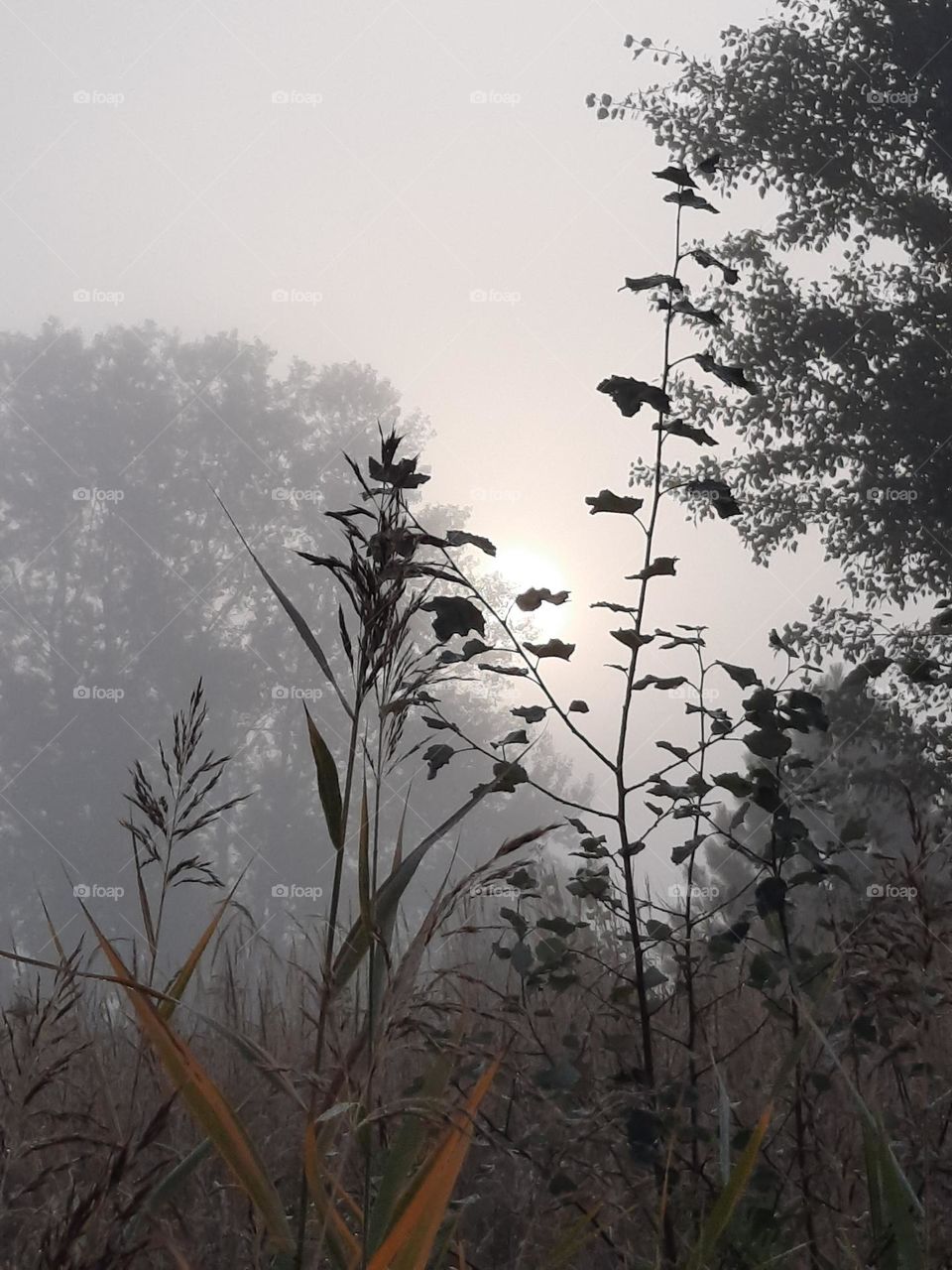 misty morning with sun