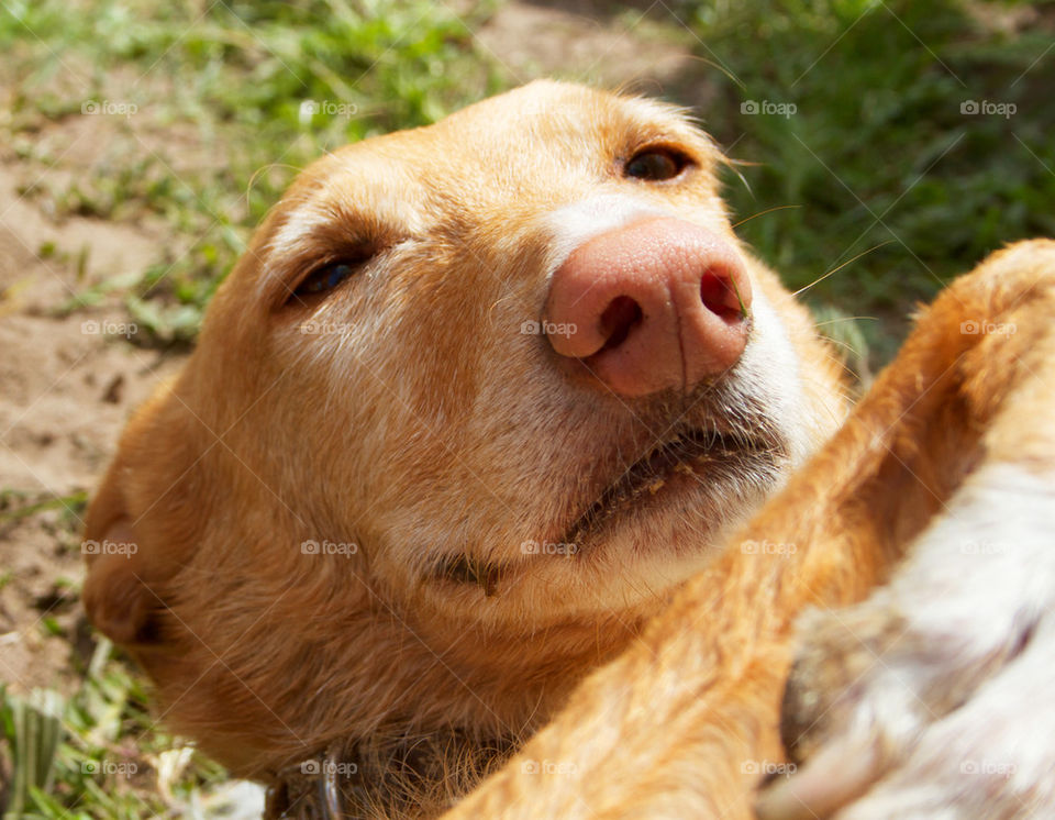 SLEEPY IN THE SUN