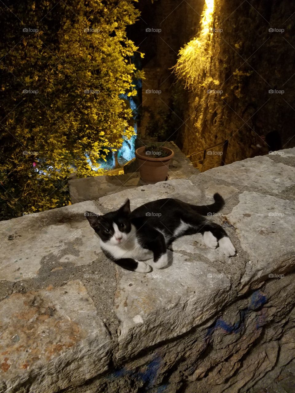 a small kitten lays on a wall in old town in antalya turkey