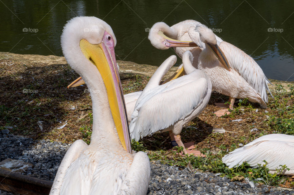 Group of pelicans near a lake