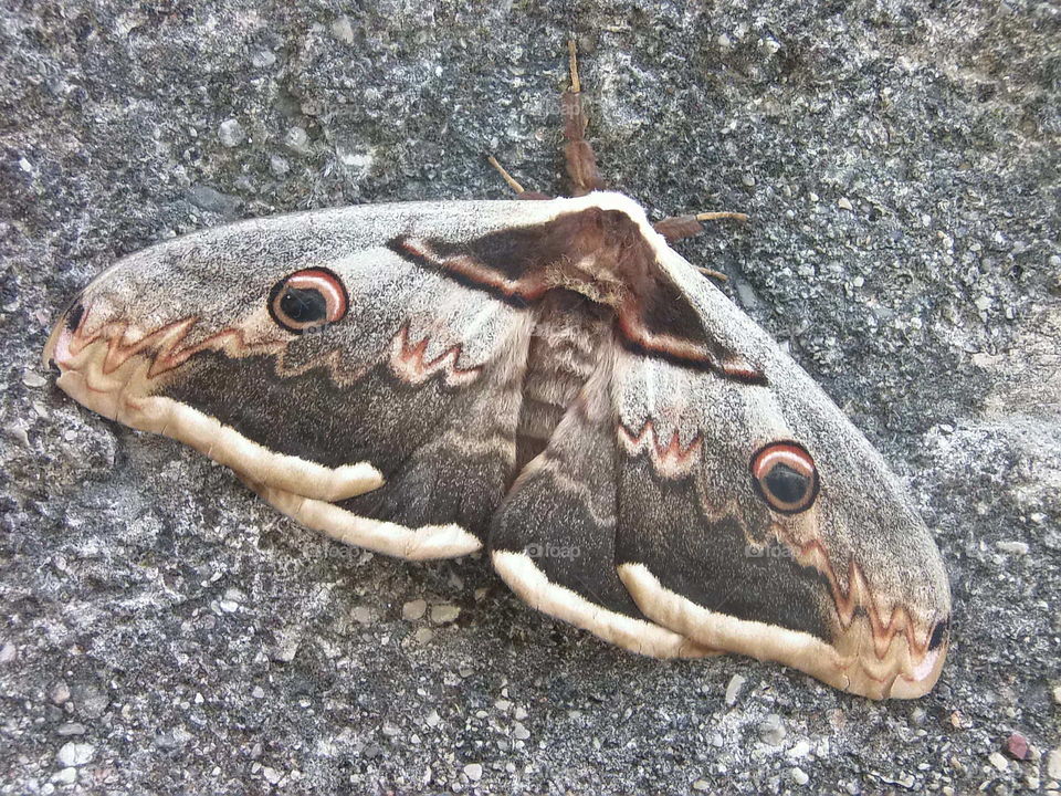 Large moth with unfolded wings that shows off its fake eyes to confuse predators