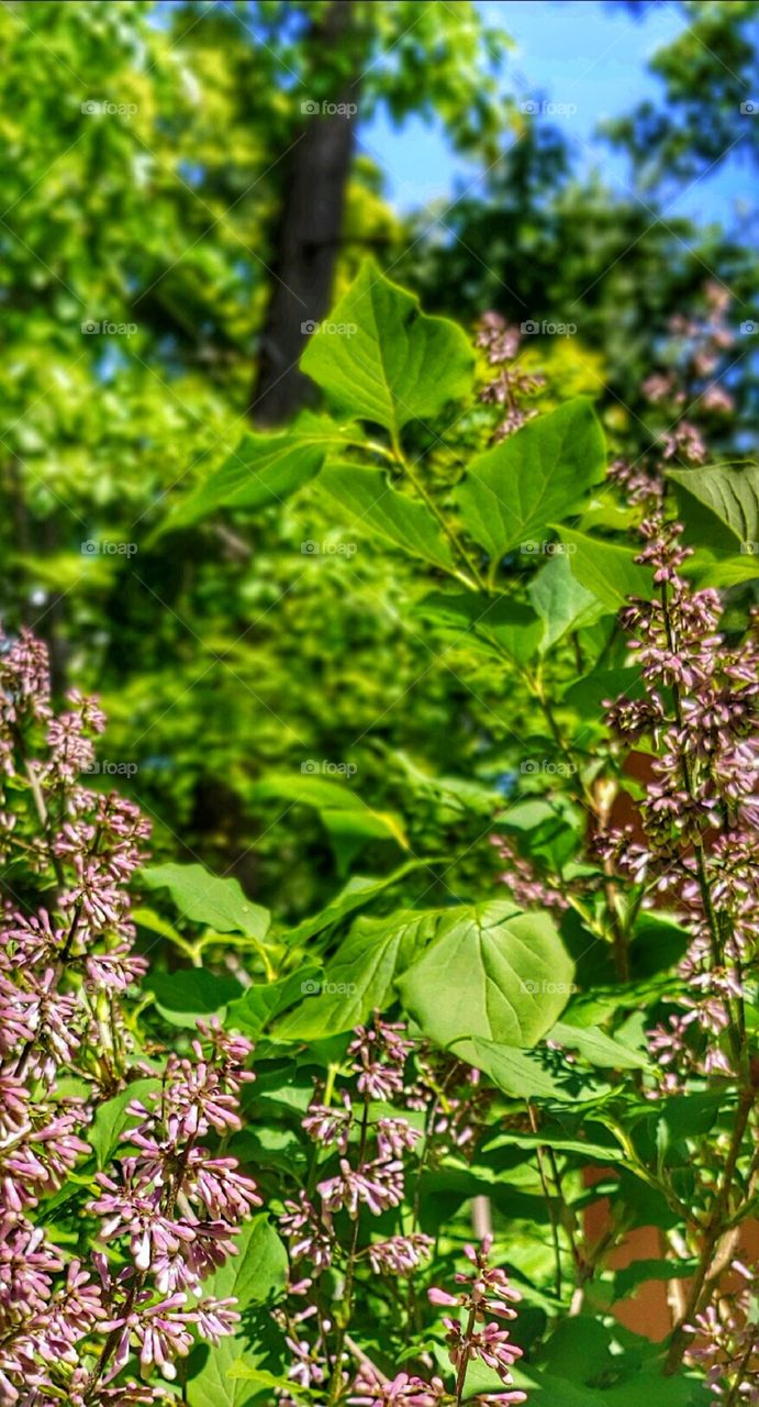 A Lilac Bush!