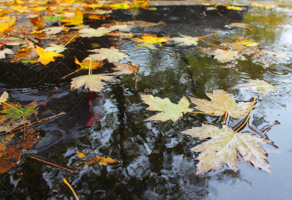 Leafs in the puddle