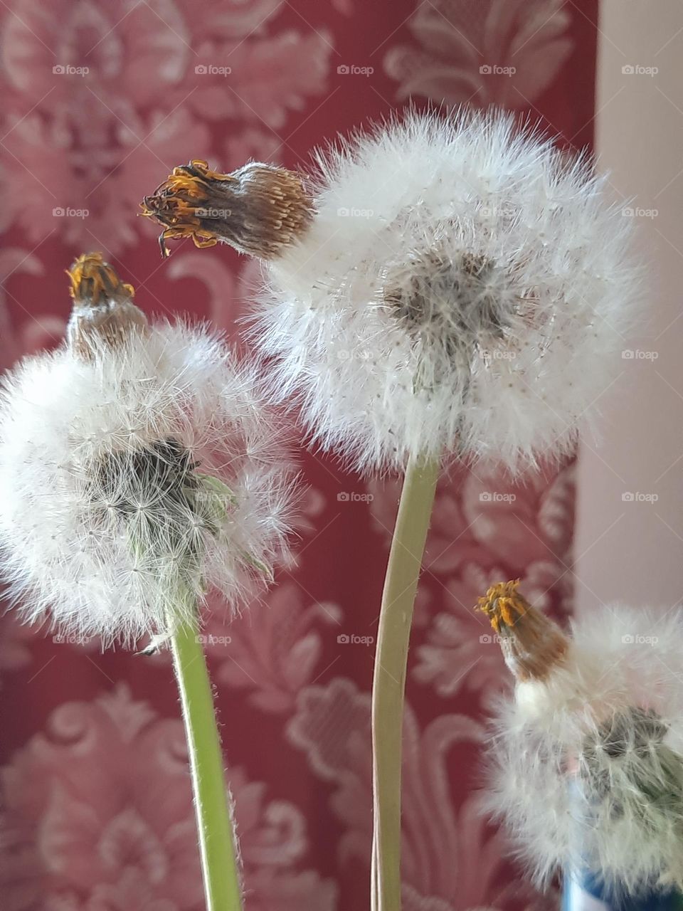 dandelions forming seeds indoors