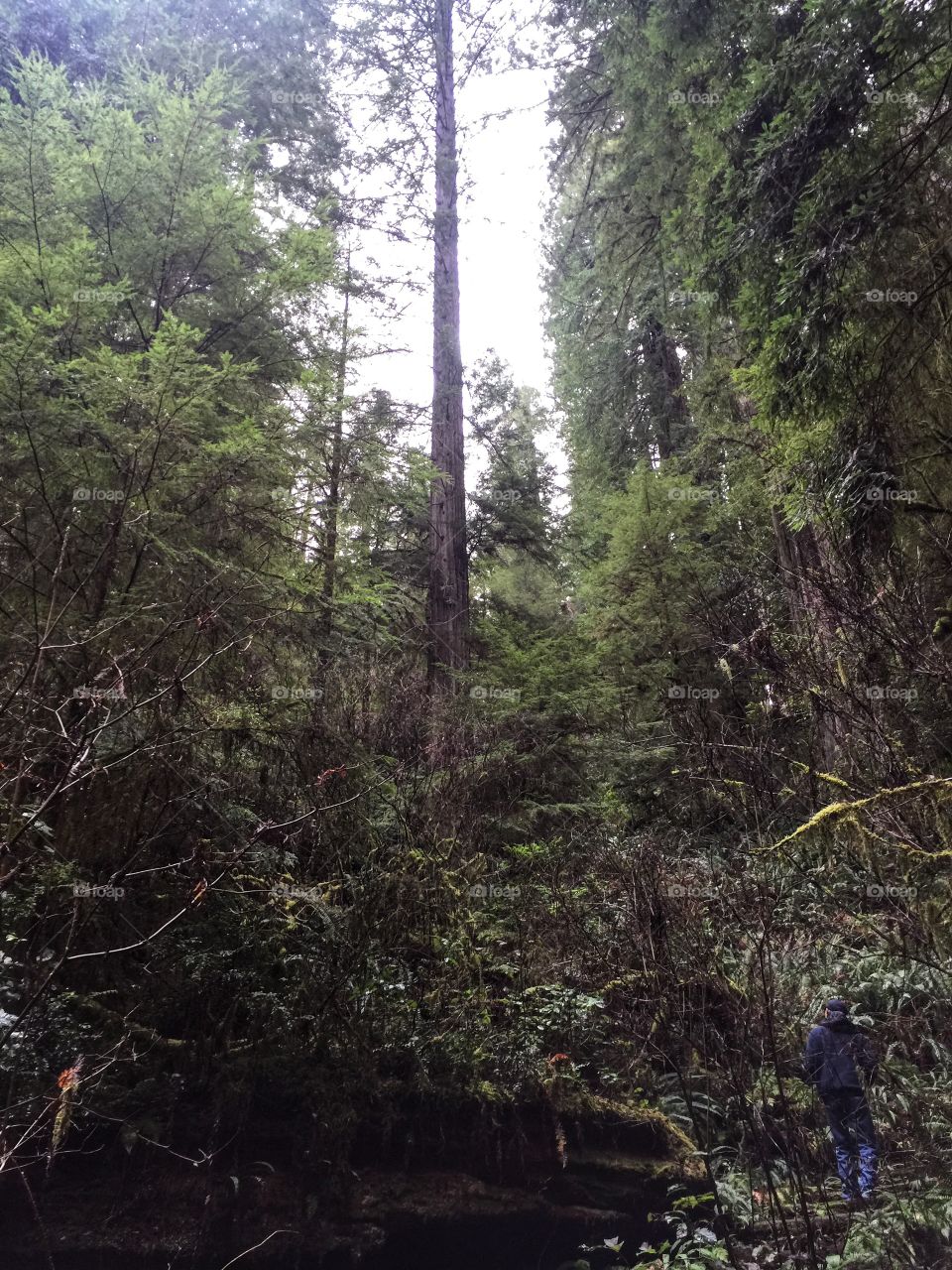 Jedediah state park redwoods