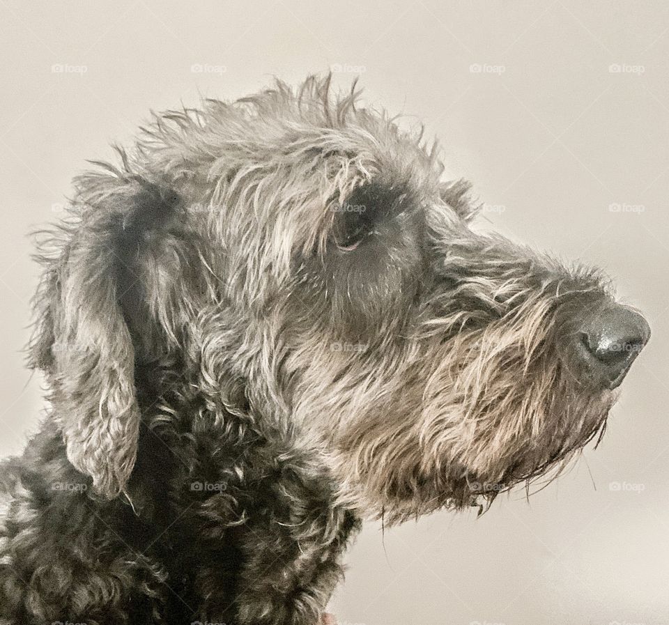 A dog‘s portrait